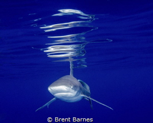 An oceanic white tip shark with vivid surface reflections... by Brent Barnes 